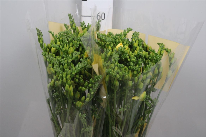 <h4>Fr Du Marseille</h4>