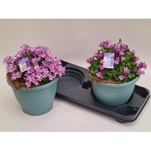 CAMP PORTENSCHLAGIAN