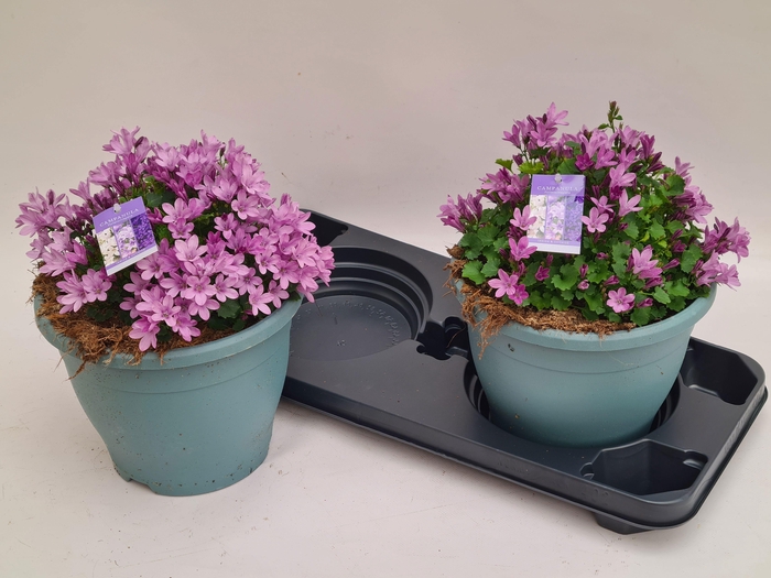 <h4>CAMP PORTENSCHLAGIAN</h4>