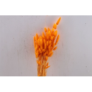 Dried Lagurus Orange 100gr Bunch