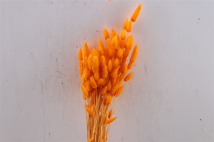 Dried Lagurus X5 Orange Bunch