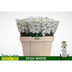 Matth Stox White