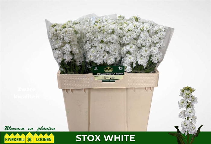 <h4>Matth Stox White</h4>