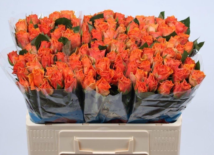 <h4>R GR ARANCIO@</h4>