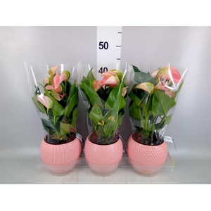 Anthurium andr. 'Joli'