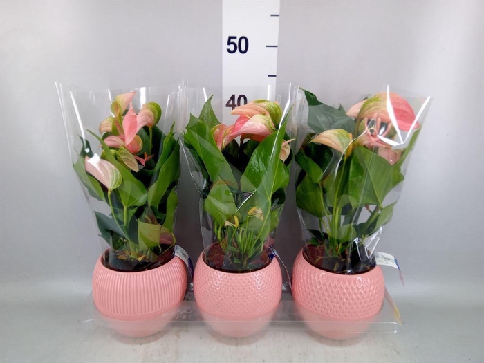 <h4>Anthurium andr. 'Joli'</h4>
