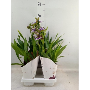 Zygopetalum  'Louisendorf'