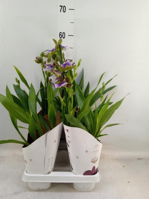 <h4>Zygopetalum  'Louisendorf'</h4>