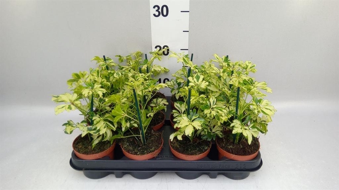 <h4>Schefflera arbor. 'Janine'</h4>