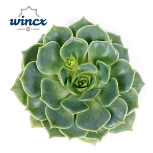 Echeveria Ramilette Cutflower