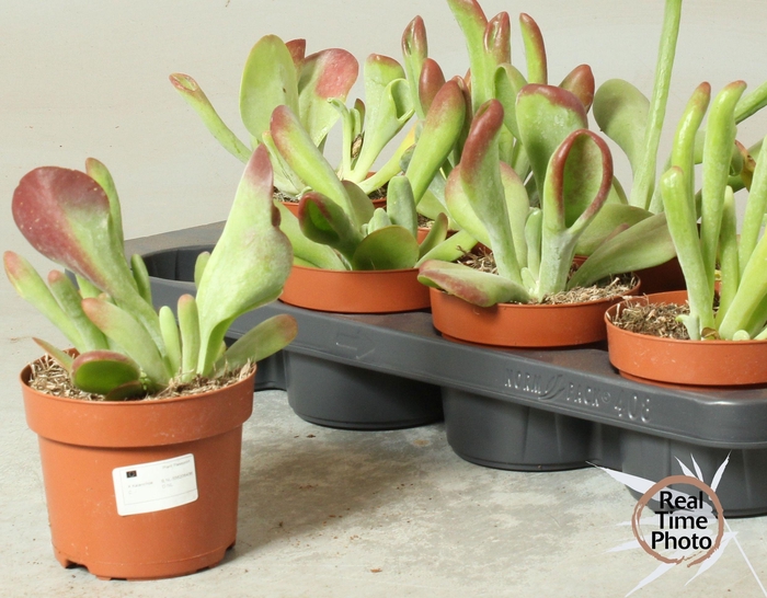 <h4>KALANCHOE OV</h4>