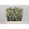 Anigozanthos Cape Gray Moss