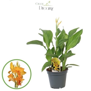 Canna Tenerife p 17