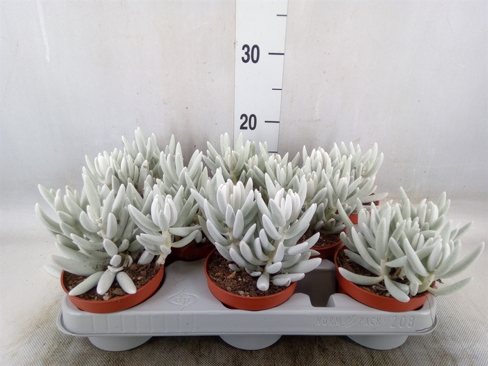 <h4>Senecio   ...</h4>