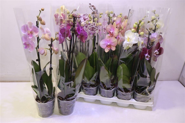<h4>Phal Gem 2 Tak</h4>