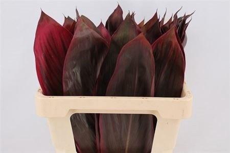 <h4>CORDYLINE PURPLE COM</h4>