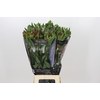 Alstroemeria Guetta