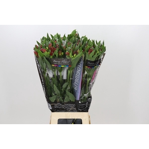 Alstroemeria Guetta