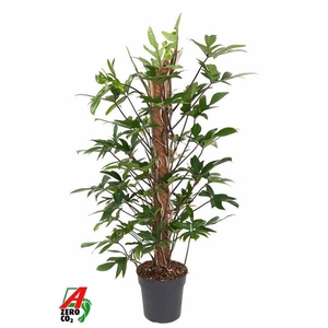 Philodendron pedatum 