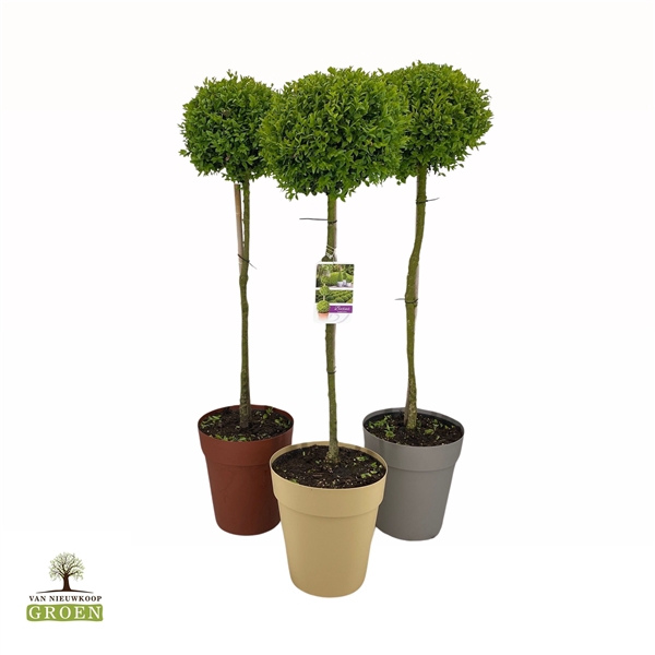 <h4>Buxus sempervirens Bol op stam M</h4>