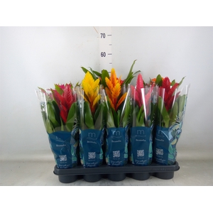 Bromelia   ...mix  6