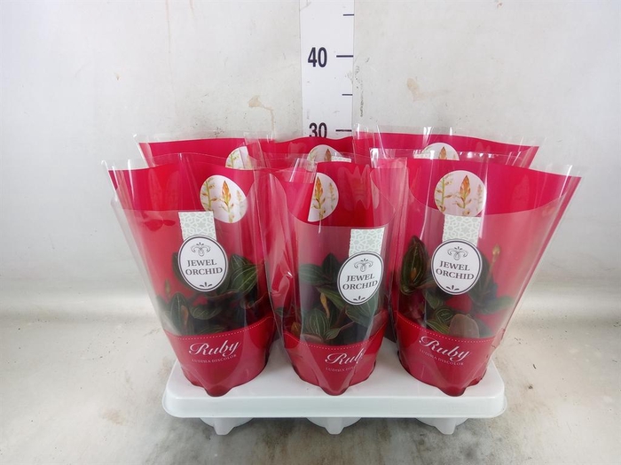 <h4>Ludisia discolor</h4>