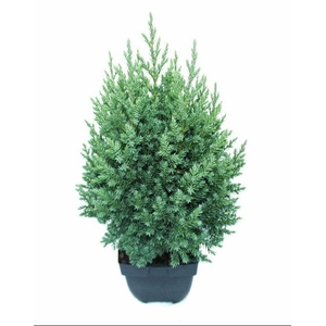Juniperus chinensis 'Stricta' P17