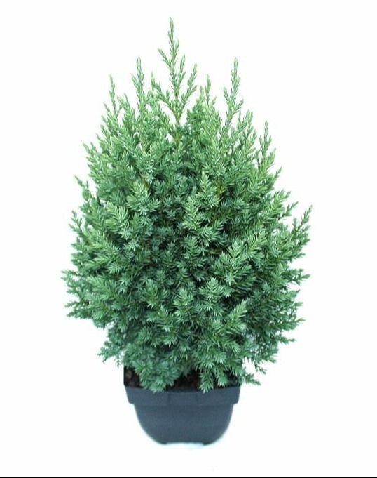 <h4>Juniperus chinensis 'Stricta' P17</h4>