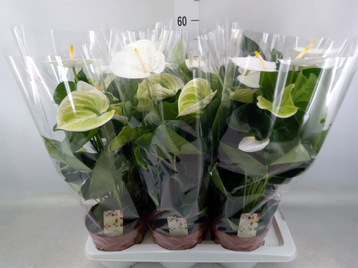 <h4>Anthurium andr. 'Alpine'</h4>