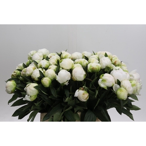 Paeonia Madame Claude Tain