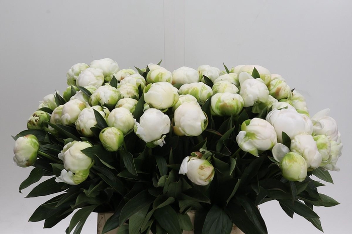 <h4>Paeonia Madame Claude Tain</h4>