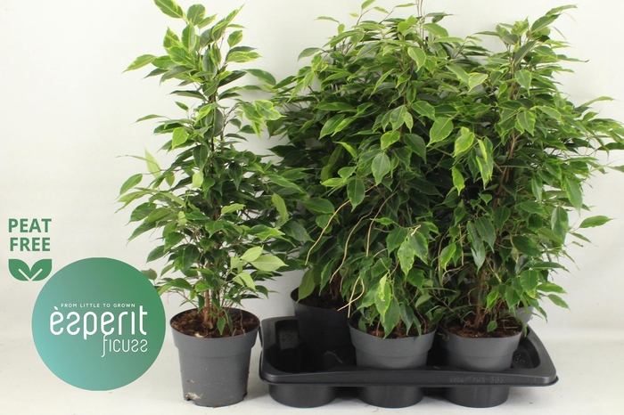 <h4>FIC BE ANASTASIA</h4>