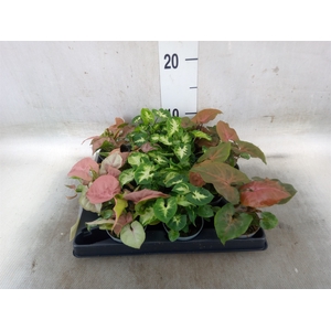 Syngonium   ...