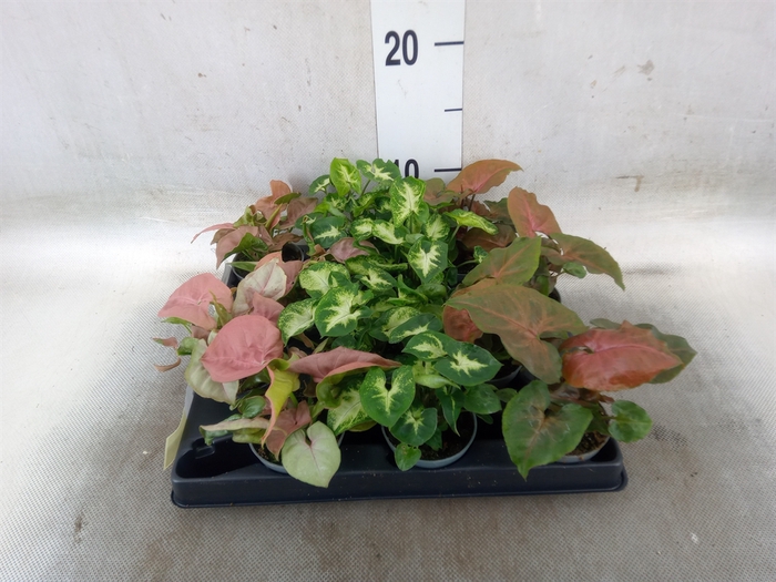 <h4>Syngonium   ...</h4>