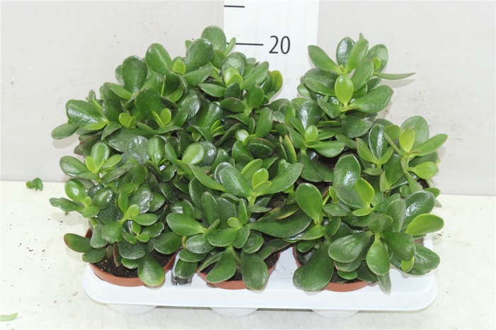 <h4>Crassula Ovata</h4>