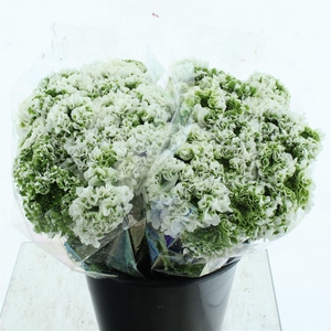 Ran Ponpon Igloo Green White Super