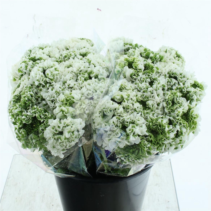 <h4>Ran Ponpon Igloo Green White Super</h4>