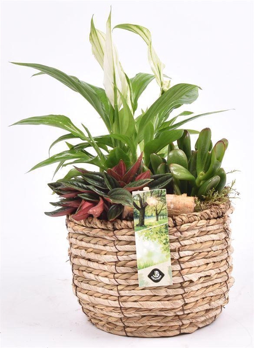 <h4>Mais mand 16cm</h4>