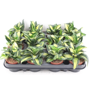 arr3 CP - Sansev x12 spiral star