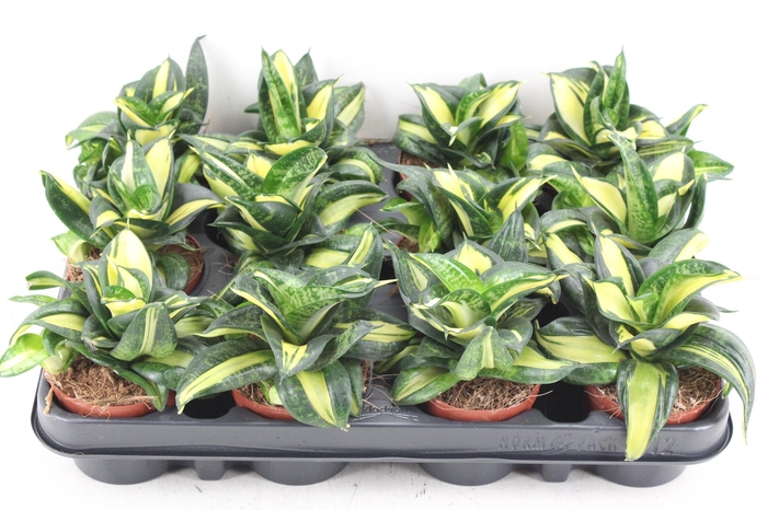 <h4>arr3 CP - Sansev x12 spiral star</h4>