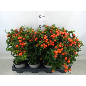 Solanum pseudocapsicum 'Bartoli'