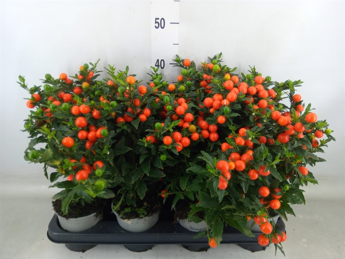 <h4>Solanum pseudocapsicum 'Bartoli'</h4>