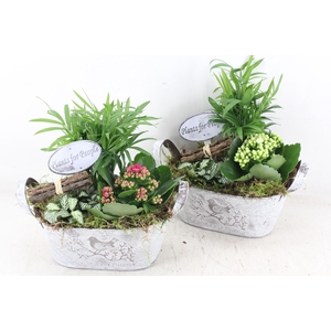 Arr2 Td - Zink Ovaal - Roze/wit