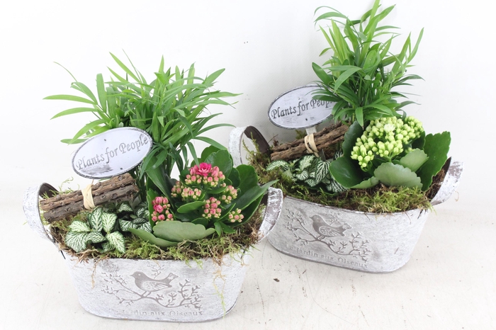 Arr2 Td - Zink Ovaal - Roze/wit