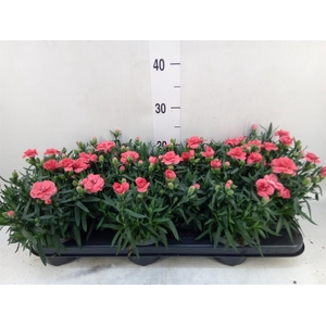 Dianthus  'Oscar Red'