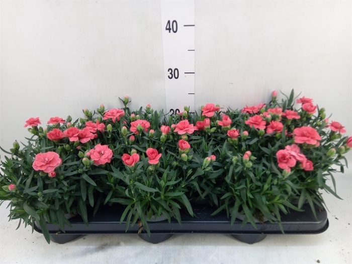 <h4>Dianthus 'Oscar Red'</h4>