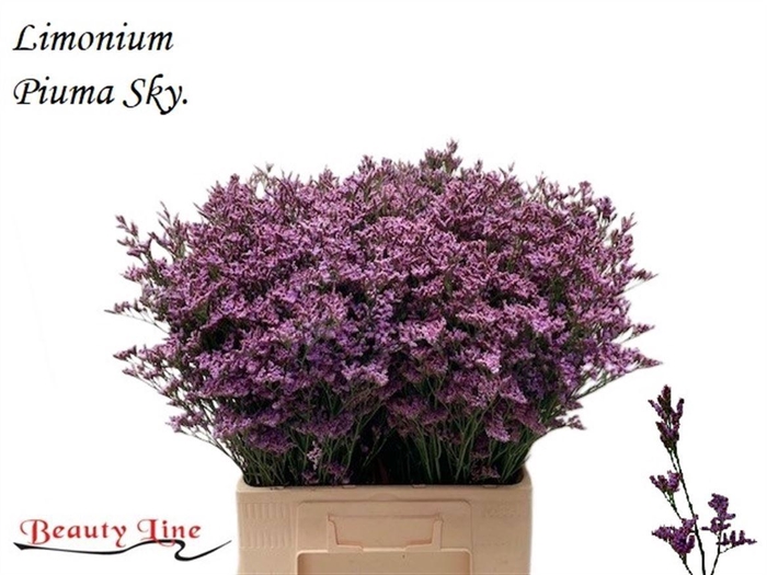 <h4>LIM PIUMA SKY</h4>