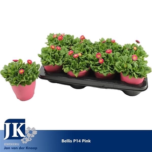 Bellis p14 TST pot Pink