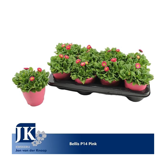 <h4>Bellis p14 TST pot Pink</h4>