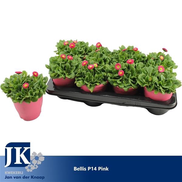 Bellis p14 TST pot Pink